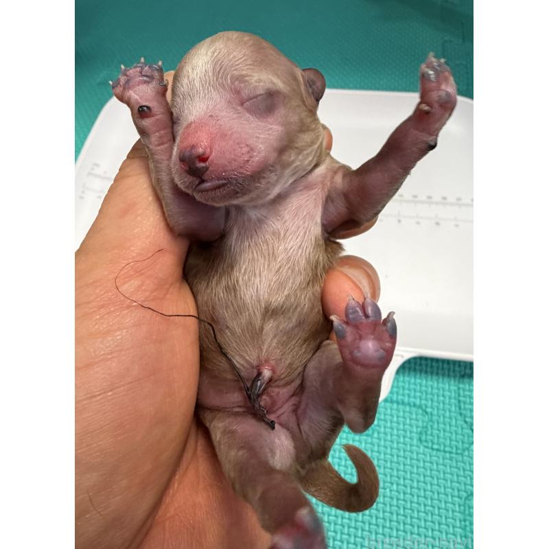 販売中の埼玉県のトイプードル-455360の5枚目