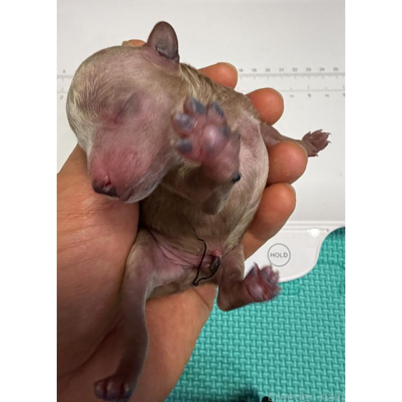 販売中の埼玉県のトイプードル-455360の4枚目