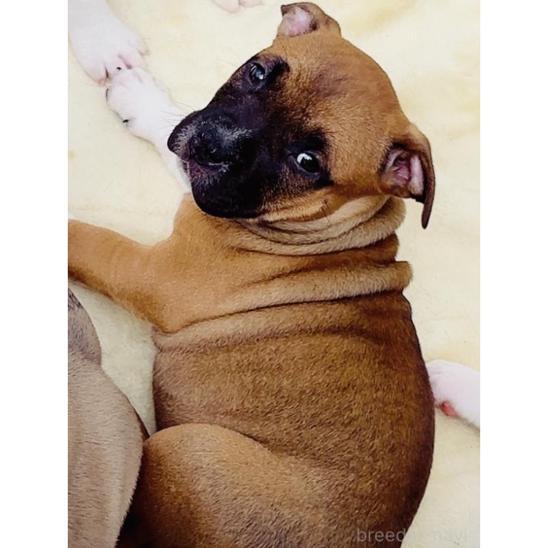 販売中の神奈川県のアメリカンピットブルテリア-445370