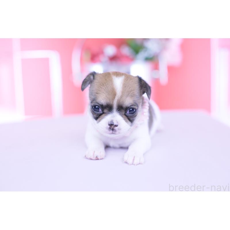 販売中の愛知県のチワワ(スムースコート)-455361の4枚目