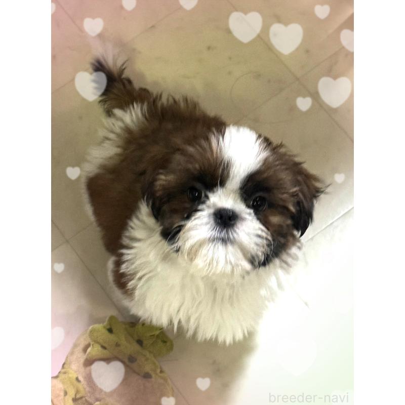 販売中の大阪府のシーズー-455364の5枚目