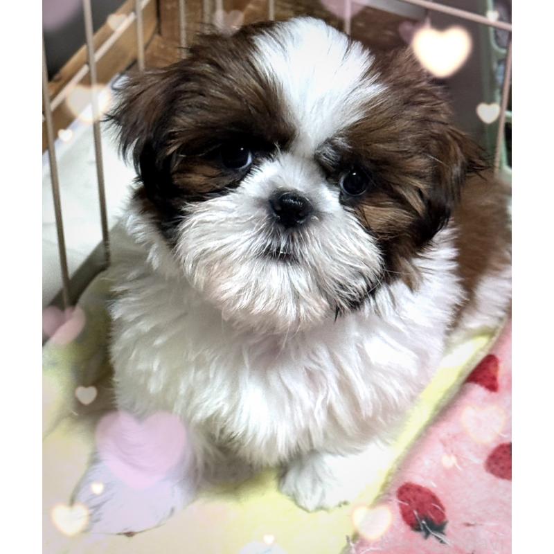 販売中の大阪府のシーズー-455364の4枚目