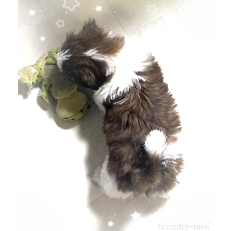 販売中の大阪府のシーズー-455364の2枚目