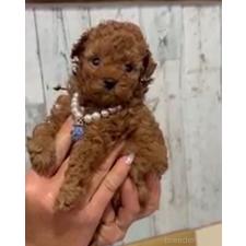 ♀︎ティーカッププードル