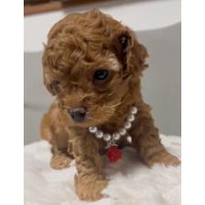 ♀︎ティーカッププードル