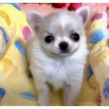 ♀︎チワワ(ロングコート)