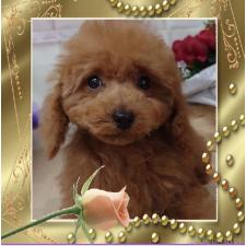 オンライン見学