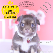 ♀︎チワワ(ロングコート)