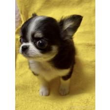 ♀︎チワワ(ロングコート)