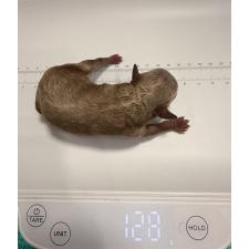 ♀︎トイプードル