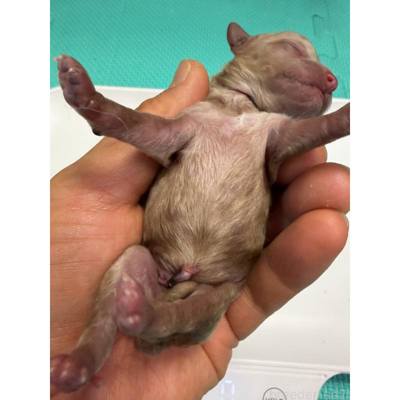 販売中の埼玉県のトイプードル-455365の5枚目