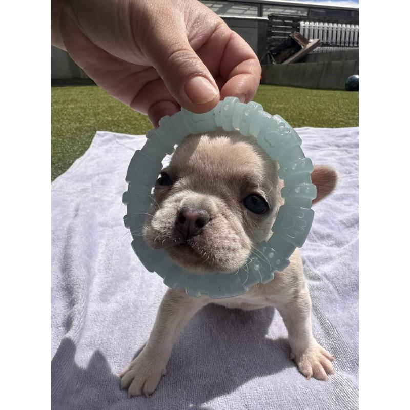 販売中の愛媛県のフレンチブルドッグ-455366の6枚目