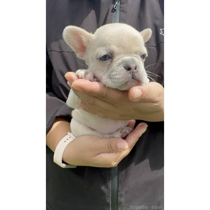 販売中の愛媛県のフレンチブルドッグ-455366の5枚目