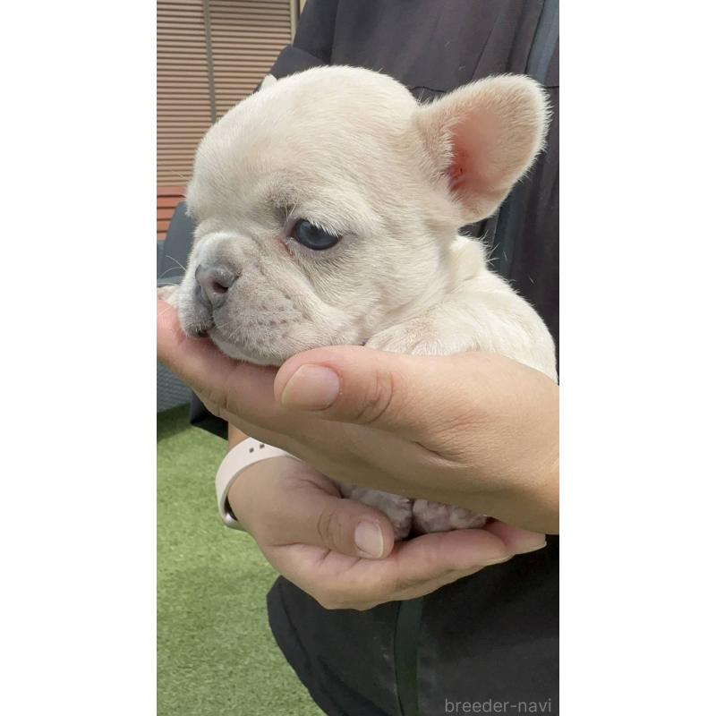 販売中の愛媛県のフレンチブルドッグ-455366の4枚目