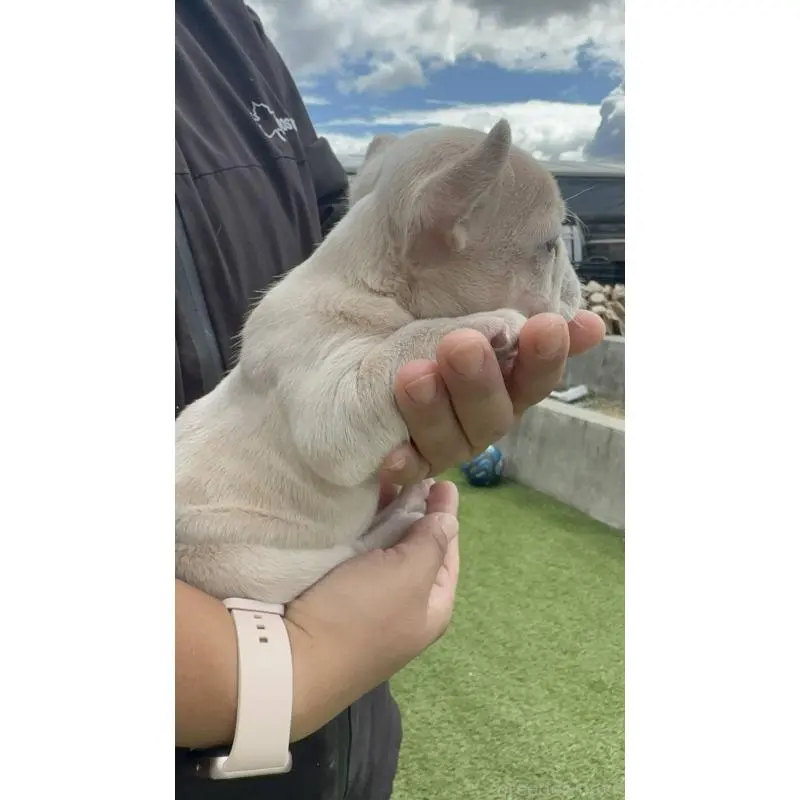 販売中の愛媛県のフレンチブルドッグ-455366の3枚目