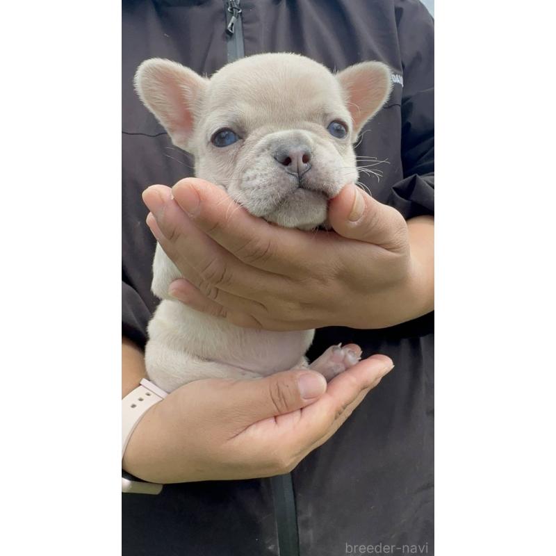 販売中の愛媛県のフレンチブルドッグ-455366の2枚目