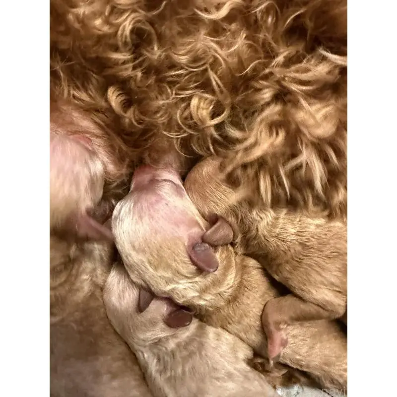 販売中の埼玉県のトイプードル-455363の3枚目