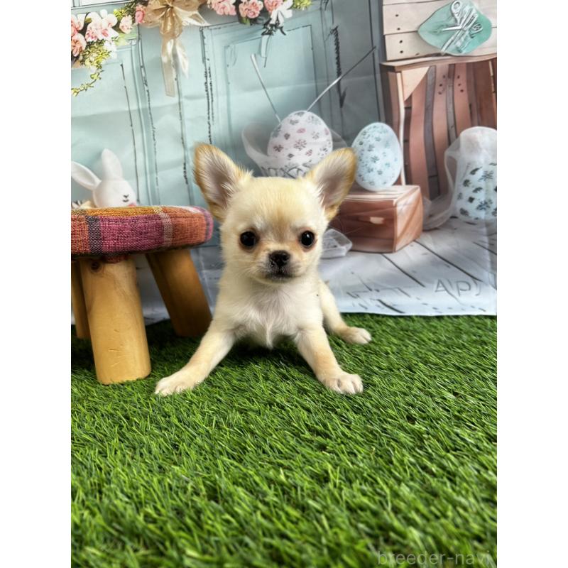 販売中の北海道のチワワ(ロングコート)-451655