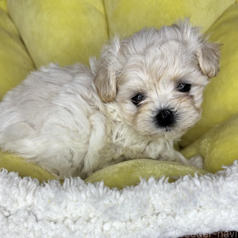 販売中の熊本県のチワマル:チワワ×マルチーズ-453017の2枚目