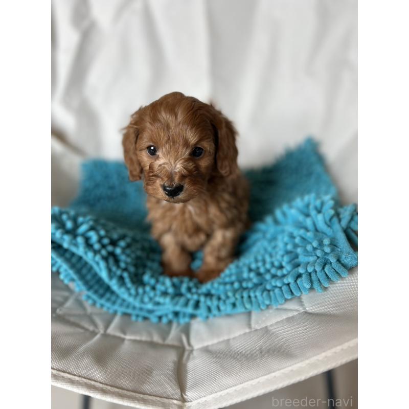 販売中の北海道のダップー:ミニチュアダックスフンド×トイプードル-451464