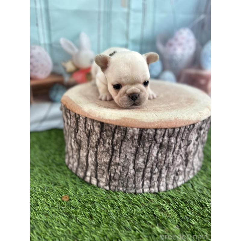 販売中の北海道のフレンチブルドッグ-452619