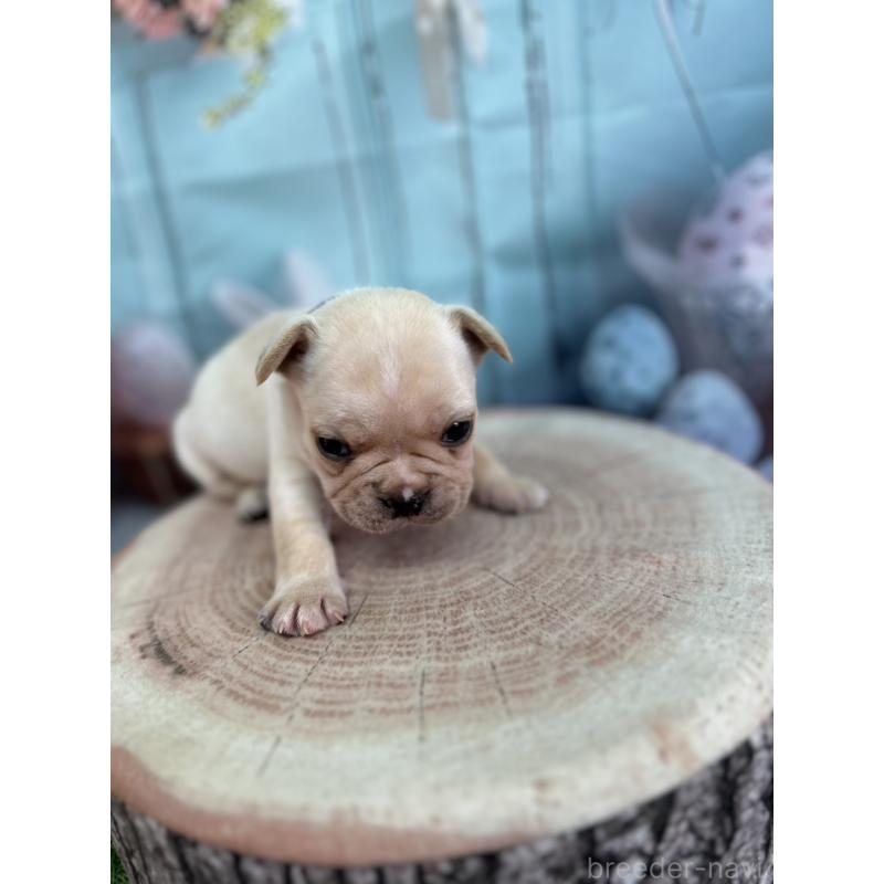 販売中の北海道のフレンチブルドッグ-452910