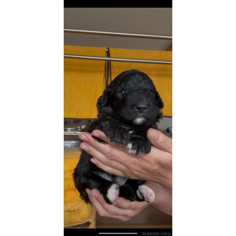 販売中の佐賀県のバーニードゥードル:バーニーズ×スタンダードプードル-455367の5枚目