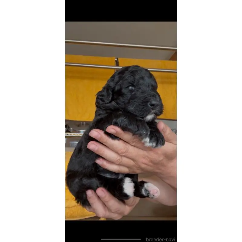 販売中の佐賀県のバーニードゥードル:バーニーズ×スタンダードプードル-455368の6枚目