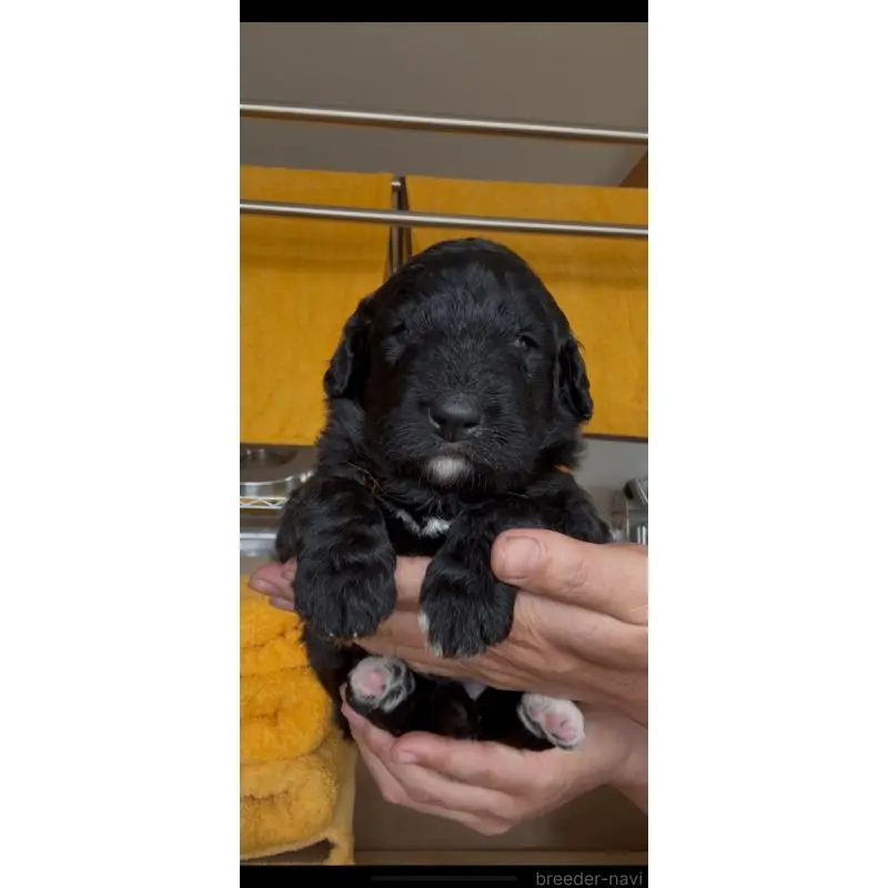 販売中の佐賀県のバーニードゥードル:バーニーズ×スタンダードプードル-455368の5枚目