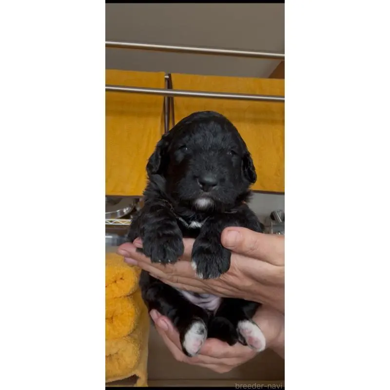 販売中の佐賀県のバーニードゥードル:バーニーズ×スタンダードプードル-455368の4枚目