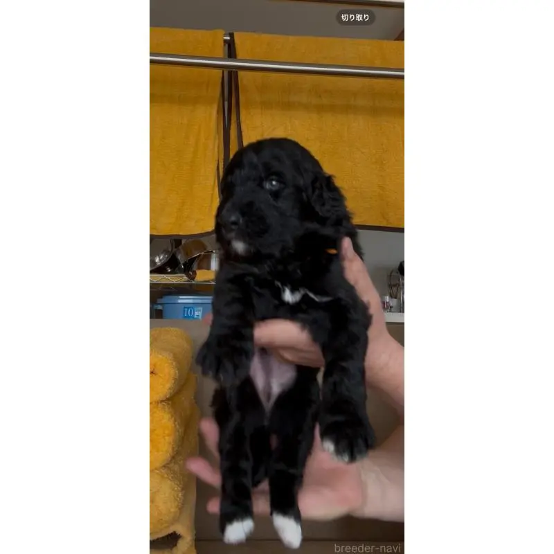 販売中の佐賀県のバーニードゥードル:バーニーズ×スタンダードプードル-455368の3枚目