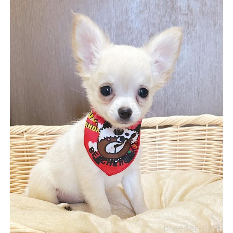 販売中の埼玉県のチワワ(ロングコート)-455370の2枚目