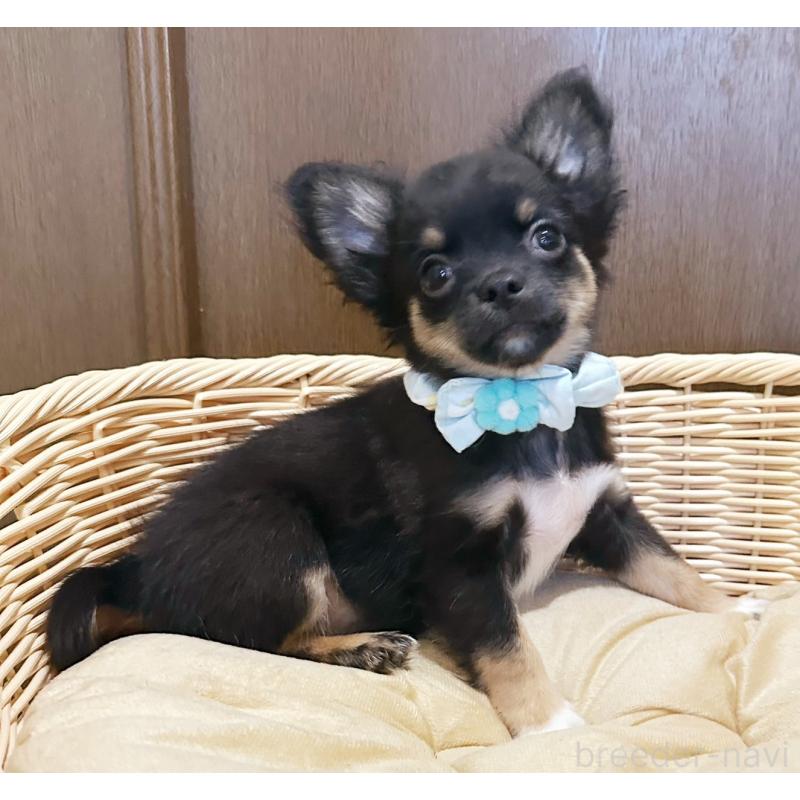 販売中の埼玉県のチワワ(ロングコート)-455372の3枚目