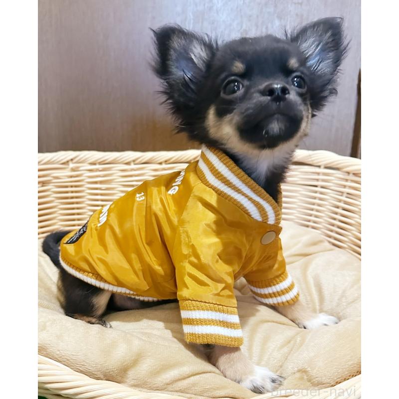 販売中の埼玉県のチワワ(ロングコート)-455372の2枚目