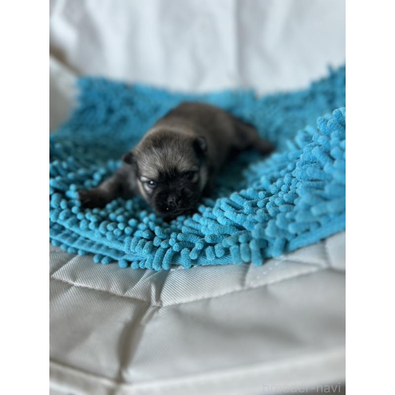 販売中の北海道のポメラニアン-455371の7枚目