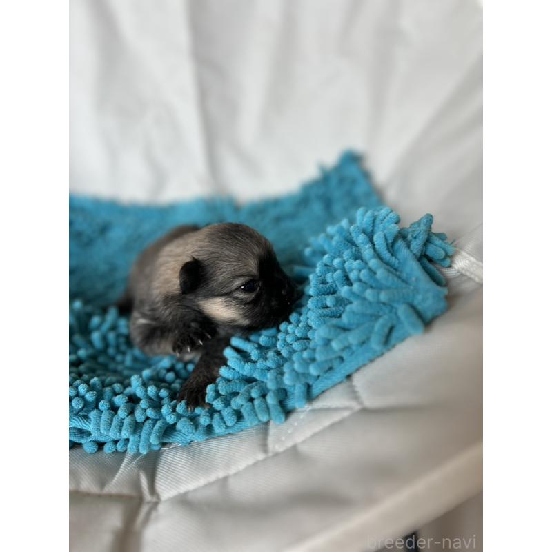 販売中の北海道のポメラニアン-455371の6枚目