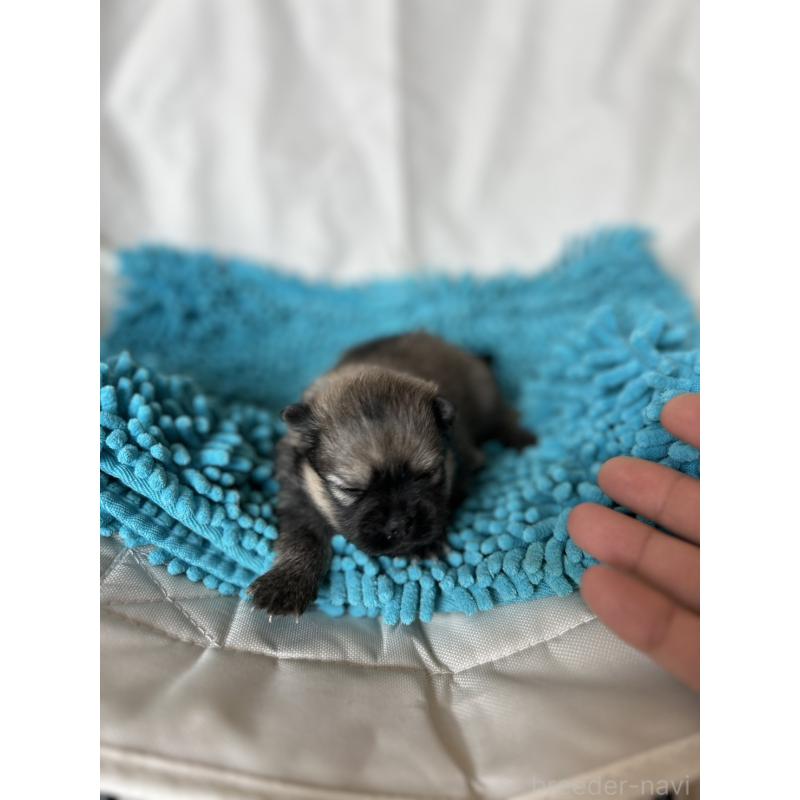 販売中の北海道のポメラニアン-455371の5枚目