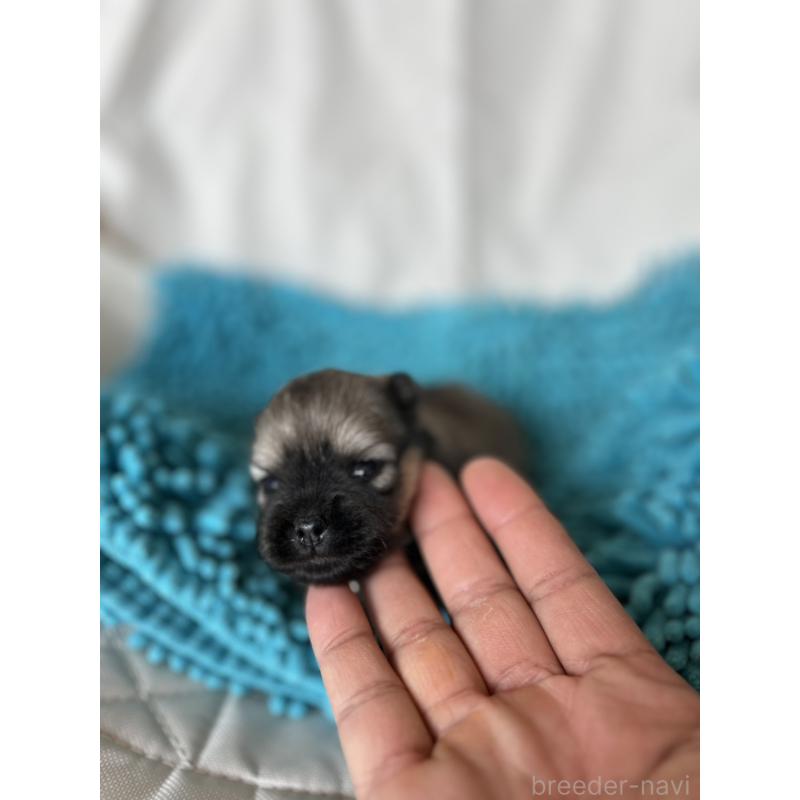 販売中の北海道のポメラニアン-455371の4枚目