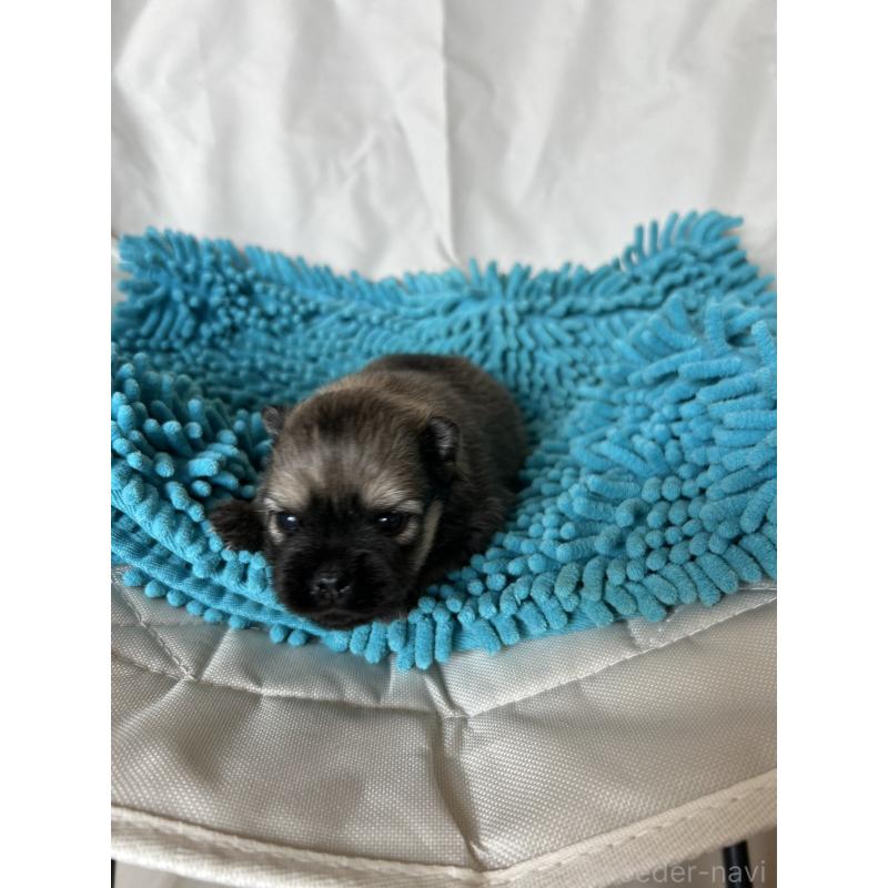 販売中の北海道のポメラニアン-455371