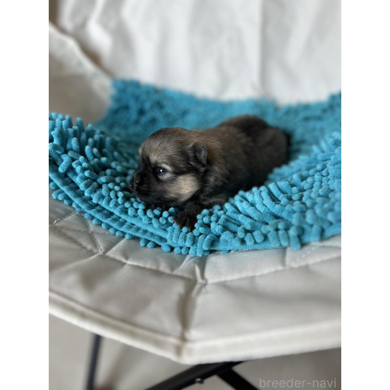 販売中の北海道のポメラニアン-455371の3枚目