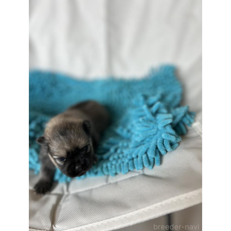 販売中の北海道のポメラニアン-455371の2枚目