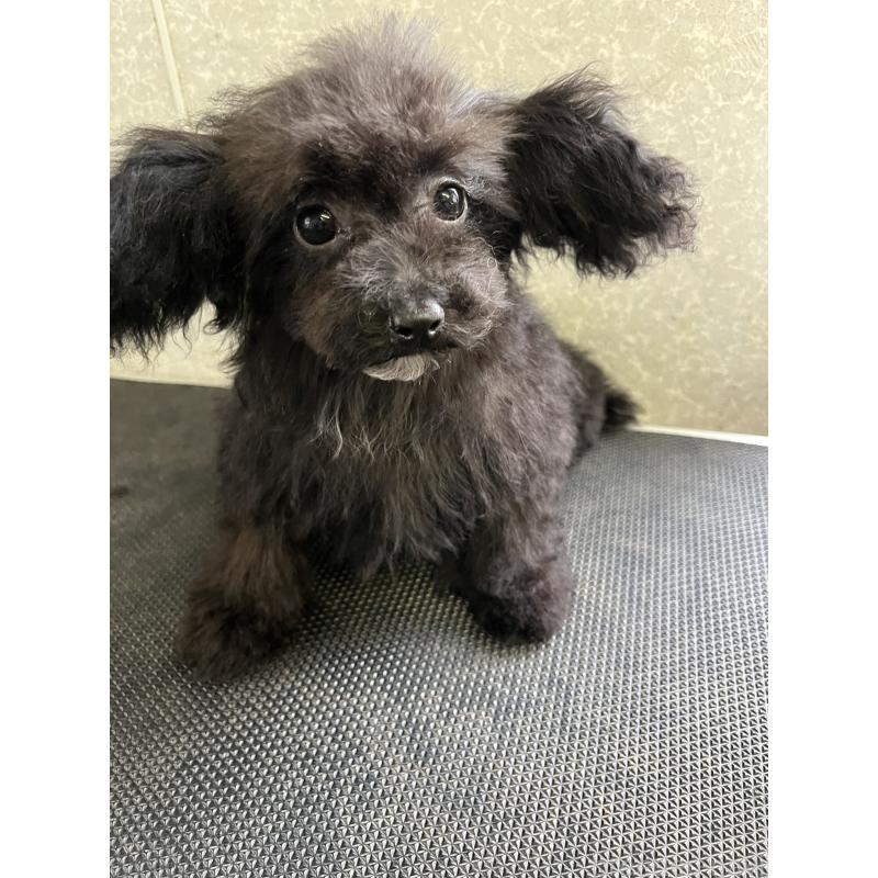 販売中の熊本県のタイニープードル-453948