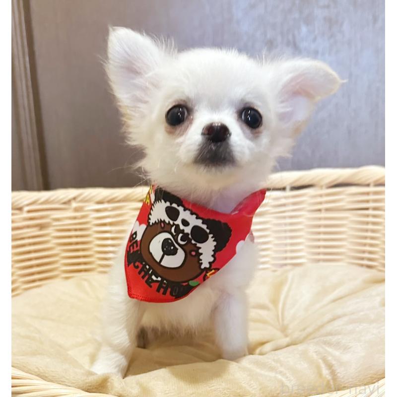 販売中の埼玉県のチワワ(ロングコート)-455376の3枚目