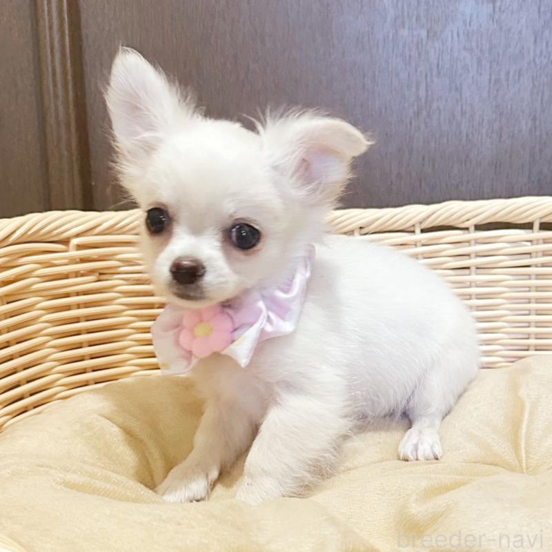 販売中の埼玉県のチワワ(ロングコート)-455376の2枚目