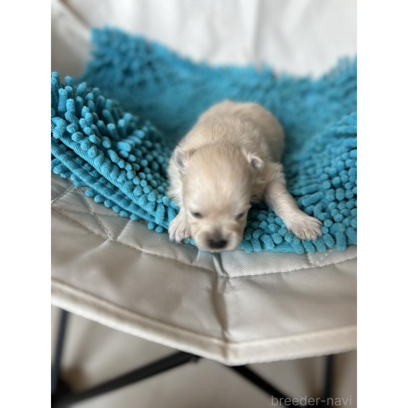 販売中の北海道のポメラニアン-455374の5枚目