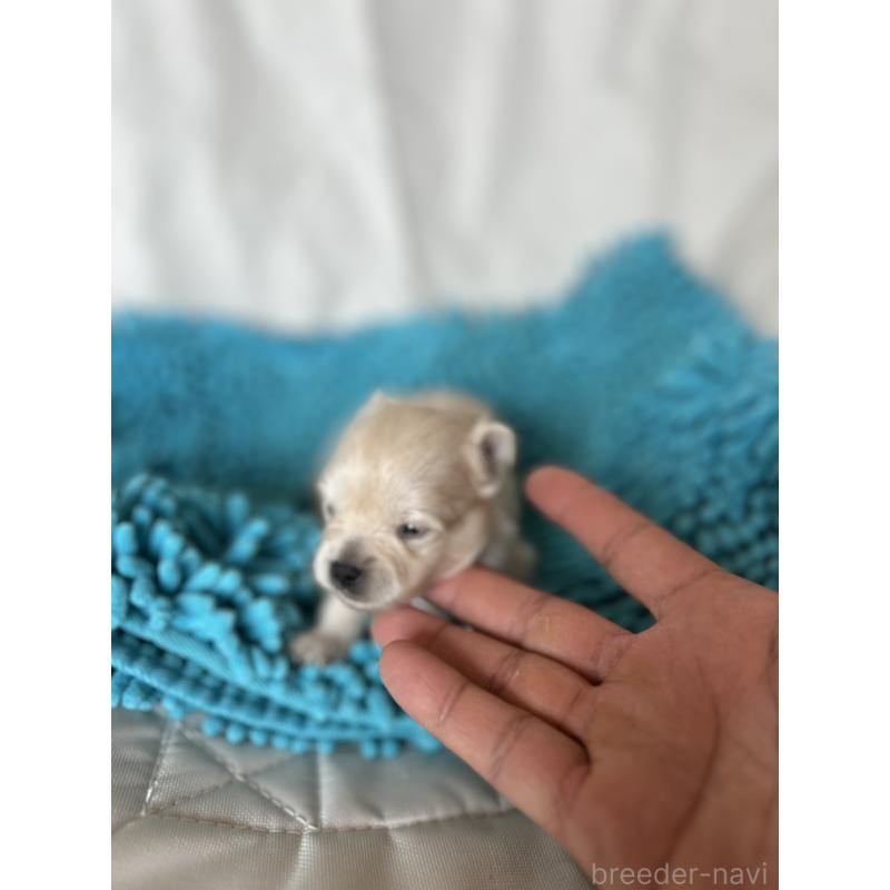 販売中の北海道のポメラニアン-455374の4枚目