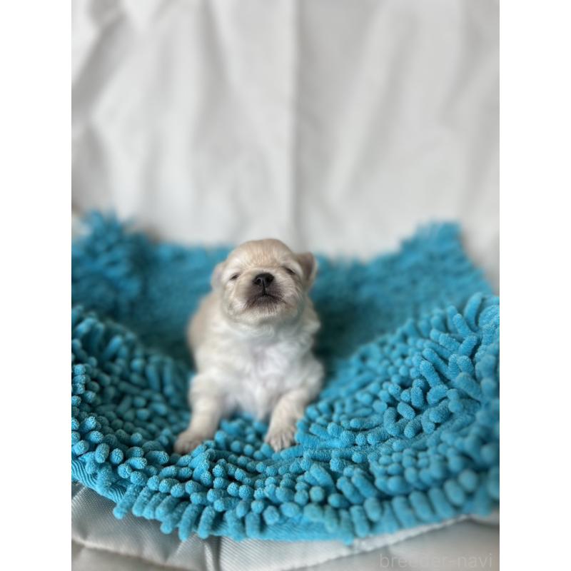 販売中の北海道のポメラニアン-455374の3枚目