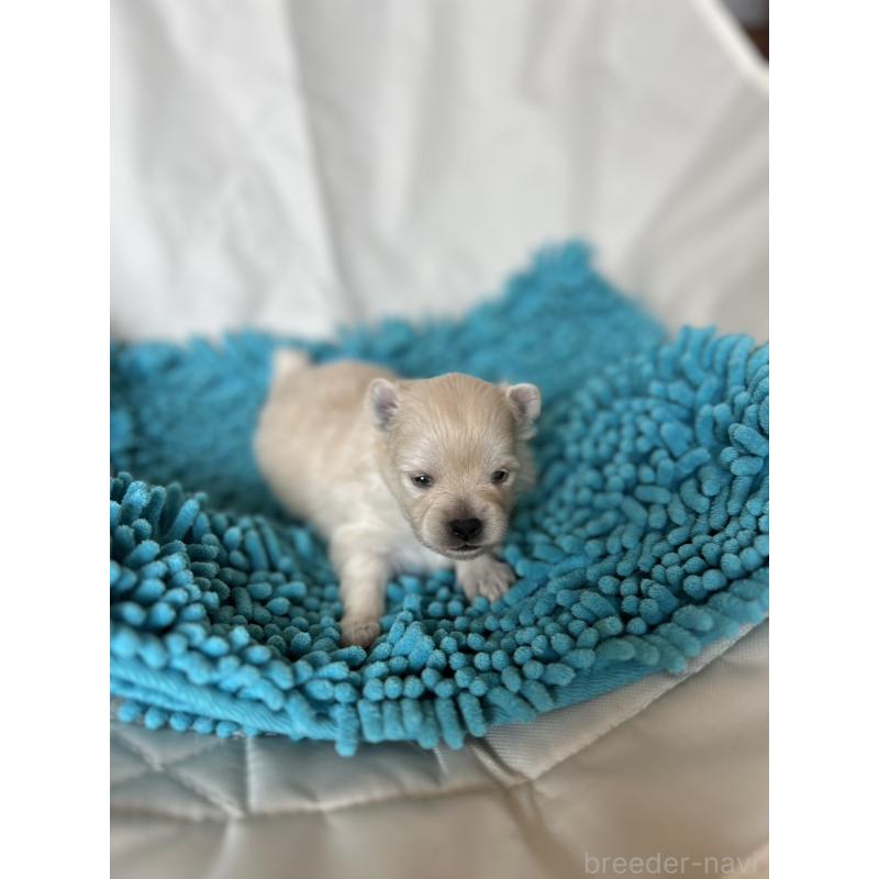 販売中の北海道のポメラニアン-455374の2枚目