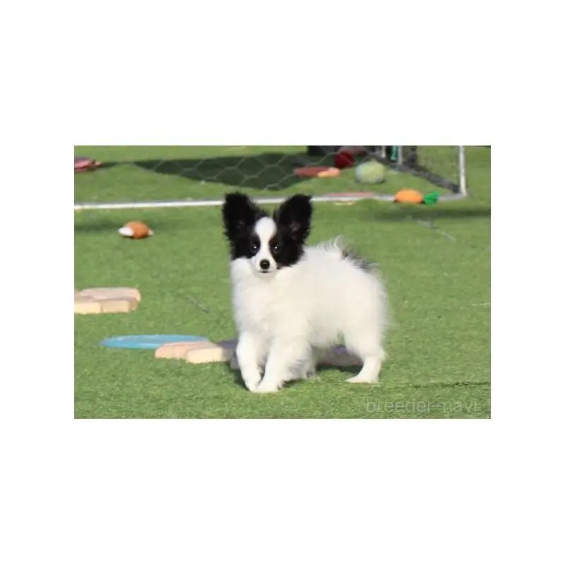 販売中の栃木県のパピヨン-455377の4枚目