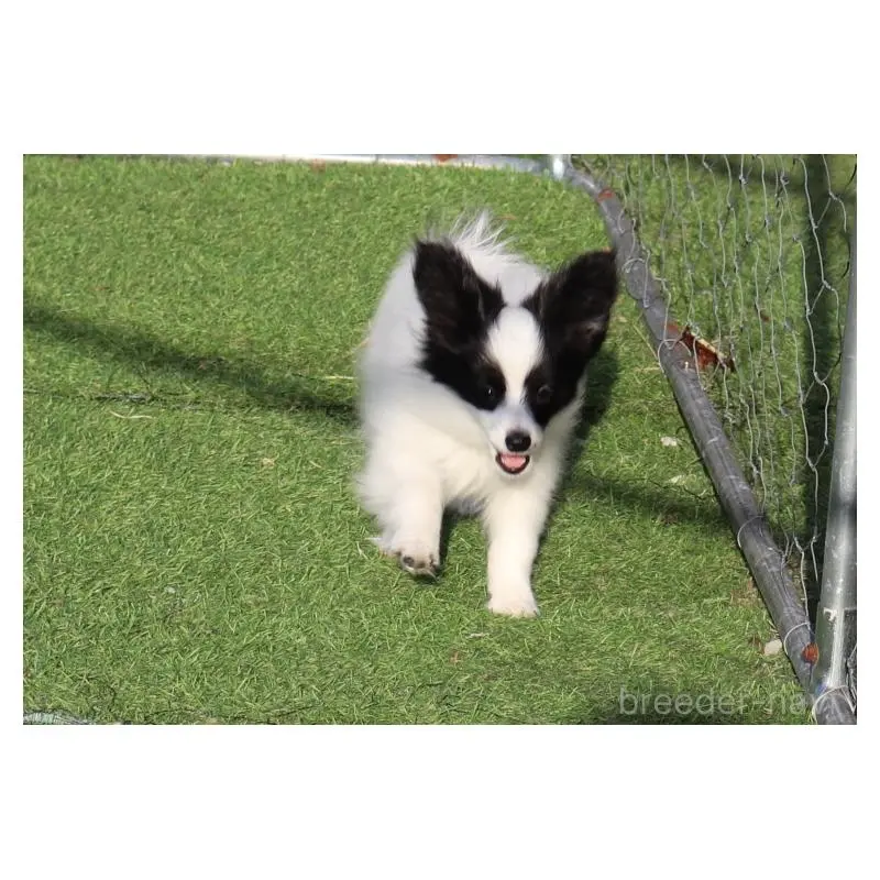 販売中の栃木県のパピヨン-455377の3枚目